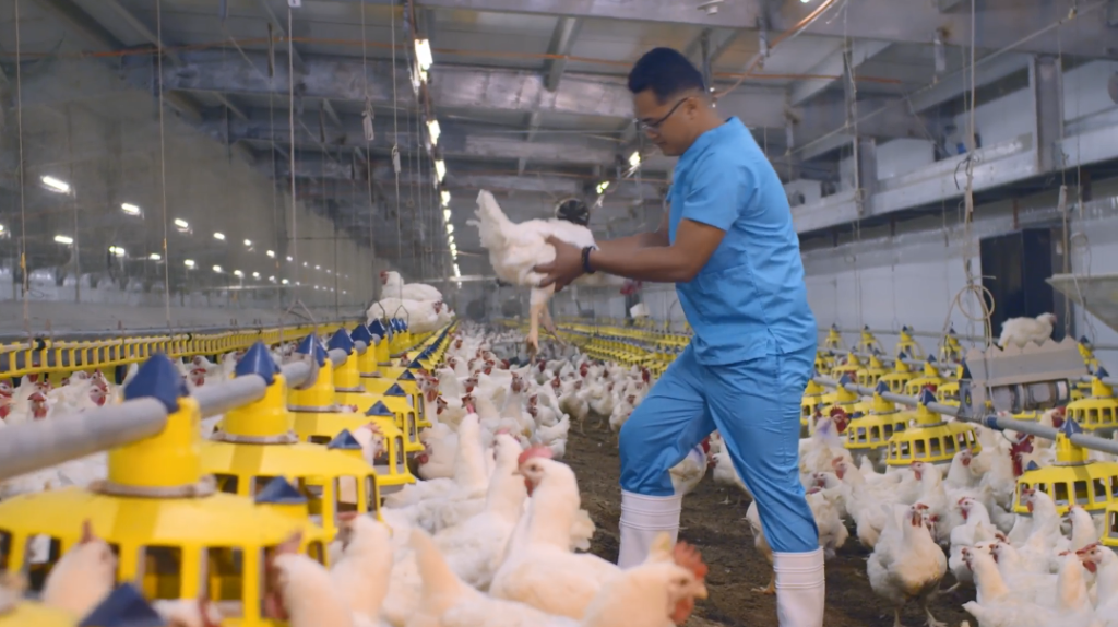 suy foods poultry farms